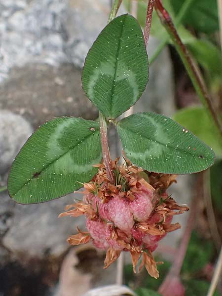 Trifolium physodes \ Geschwollener Klee / Bladder Clover, Kefalonia/Cephalonia Fiskardo 16.4.2024