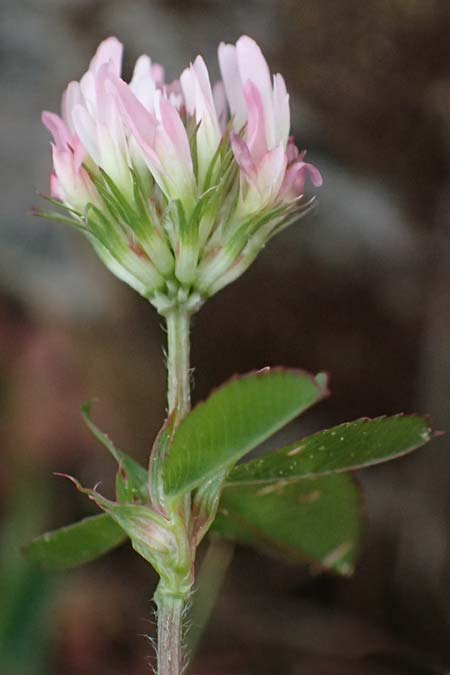 Trifolium physodes \ Geschwollener Klee / Bladder Clover, Kefalonia/Cephalonia Fiskardo 16.4.2024