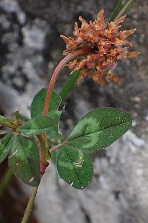 Trifolium physodes \ Geschwollener Klee / Bladder Clover, Kefalonia/Cephalonia Fiskardo 16.4.2024