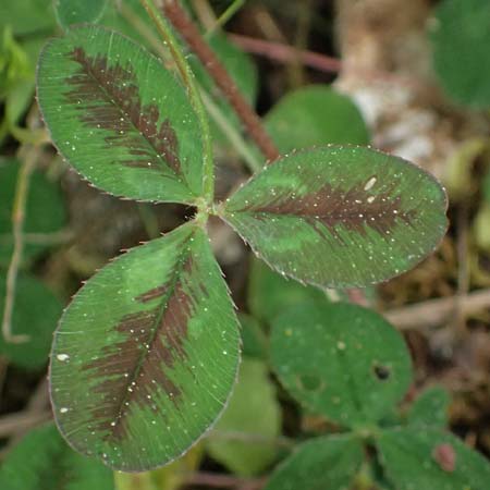 Trifolium physodes \ Geschwollener Klee / Bladder Clover, Kefalonia/Cephalonia Fiskardo 16.4.2024