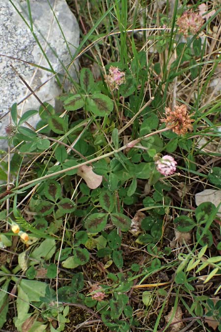 Trifolium physodes \ Geschwollener Klee / Bladder Clover, Kefalonia/Cephalonia Fiskardo 16.4.2024