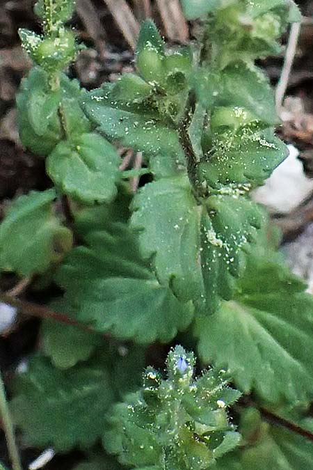 Veronica arvensis \ Feld-Ehrenpreis / Wall Speedwell, Kefalonia/Cephalonia Ainos 18.4.2024