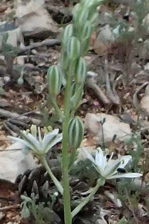 Ornithogalum narbonense \ Berg-Milchstern / Pyramidal Star of Bethlehem, Kefalonia/Cephalonia Argostoli 19.4.2024