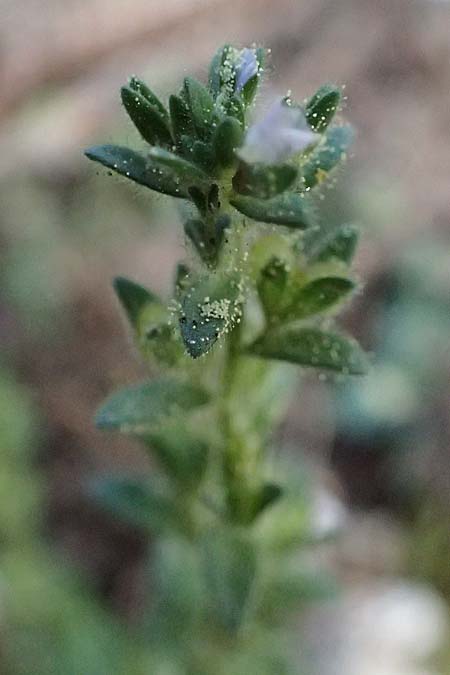 Veronica arvensis \ Feld-Ehrenpreis / Wall Speedwell, Kefalonia/Cephalonia Ainos 18.4.2024