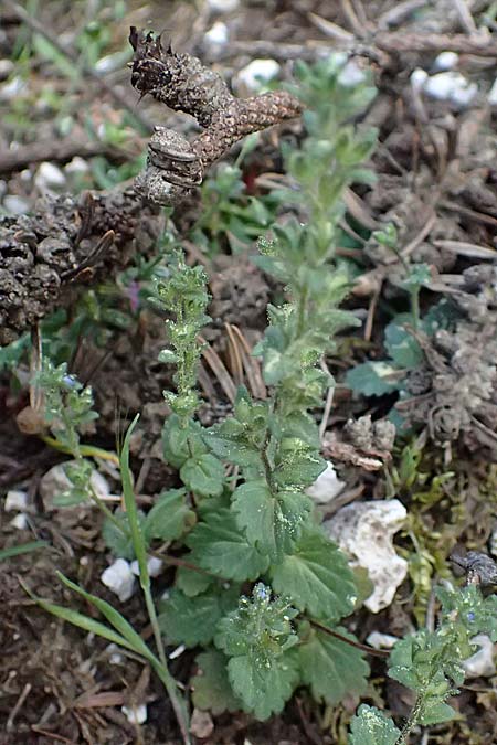 Veronica arvensis \ Feld-Ehrenpreis / Wall Speedwell, Kefalonia/Cephalonia Ainos 18.4.2024