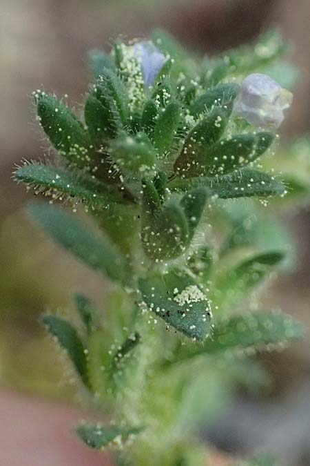 Veronica arvensis \ Feld-Ehrenpreis / Wall Speedwell, Kefalonia/Cephalonia Ainos 18.4.2024
