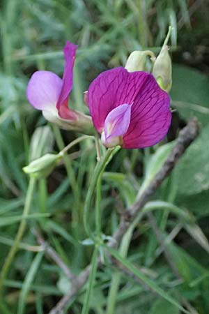 Lathyrus digitatus \ Fingerblttrige Platterbse, Kefalonia Pastra 23.4.2024