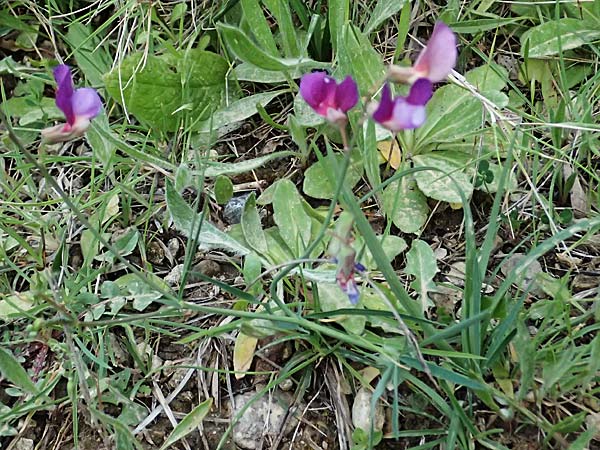 Lathyrus digitatus \ Fingerblttrige Platterbse, Kefalonia Pastra 23.4.2024