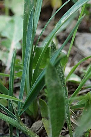 Lathyrus digitatus \ Fingerblttrige Platterbse, Kefalonia Pastra 23.4.2024