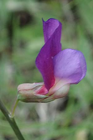Lathyrus digitatus \ Fingerblttrige Platterbse, Kefalonia Pastra 23.4.2024