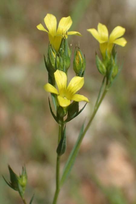 Linum corymbulosum \ Dichtbl&uuml;tiger Lein / Dense-Flowered Flax, Kefalonia/Cephalonia Chavdata 15.4.2024