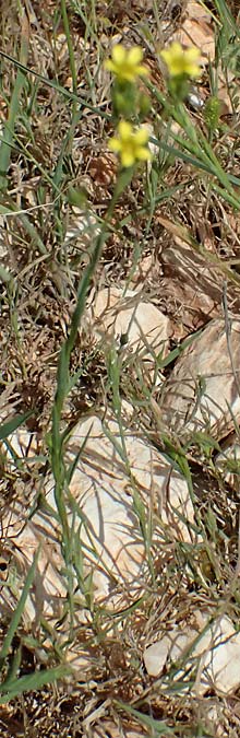 Linum corymbulosum \ Dichtbl&uuml;tiger Lein / Dense-Flowered Flax, Kefalonia/Cephalonia Chavdata 15.4.2024