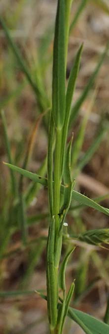 Linum corymbulosum \ Dichtbl&uuml;tiger Lein / Dense-Flowered Flax, Kefalonia/Cephalonia Chavdata 15.4.2024