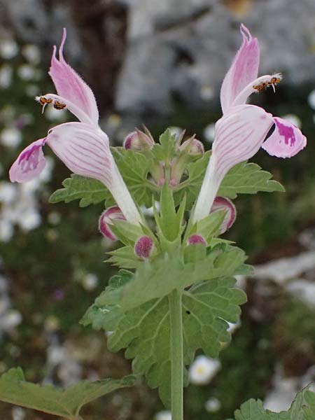 Lamium garganicum subsp. striatum \ Gestreifte Gargano-Taubnessel / Striped Red Dead-Nettle, Kefalonia/Cephalonia Ainos 18.4.2024