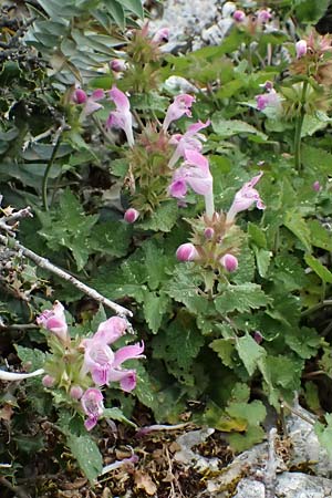 Lamium garganicum subsp. striatum \ Gestreifte Gargano-Taubnessel / Striped Red Dead-Nettle, Kefalonia/Cephalonia Ainos 18.4.2024