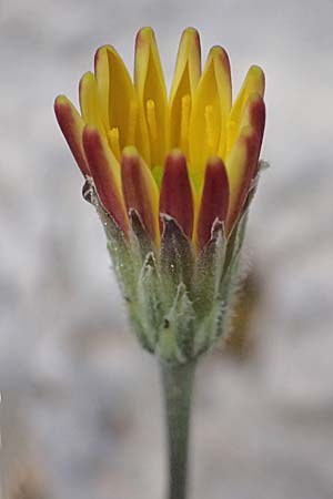 Leontodon graecus \ Griechischer Krauser Lwenzahn / Greek Hawkbit, Kefalonia/Cephalonia Ainos 24.4.2024