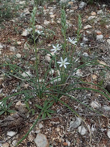 Ornithogalum narbonense \ Berg-Milchstern / Pyramidal Star of Bethlehem, Kefalonia/Cephalonia Argostoli 19.4.2024