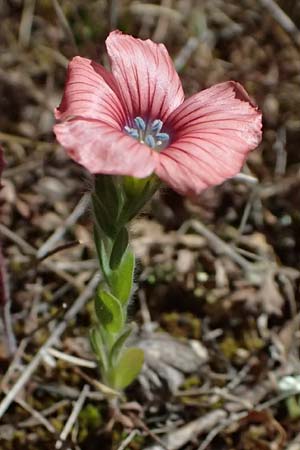 Linum pubescens \ Behaarter Lein / Hairy Pink Flax, Kefalonia/Cephalonia Road 50 n Fragkata 20.4.2024