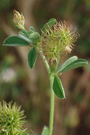 Medicago minima \ Zwerg-Schneckenklee / Burr Medick, Kefalonia/Cephalonia Fiskardo 16.4.2024