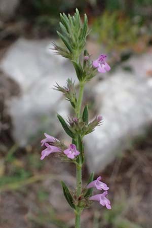 Micromeria graeca \ Griechische Steinminze / Greek Savory, Kefalonia/Cephalonia Fiskardo 16.4.2024