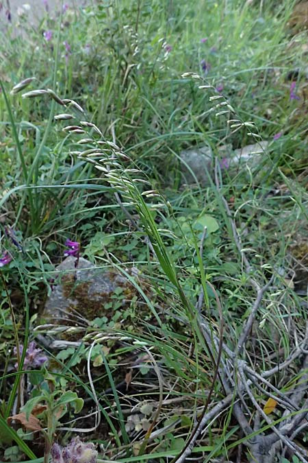 Melica minuta \ Mittelmeer-Perlgras / Small Melick, Kefalonia/Cephalonia Karavomylos 20.4.2024