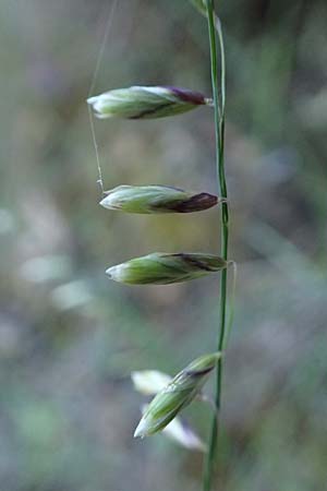 Melica minuta \ Mittelmeer-Perlgras / Small Melick, Kefalonia/Cephalonia Karavomylos 20.4.2024