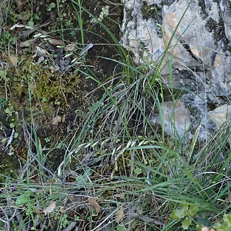 Melica minuta \ Mittelmeer-Perlgras / Small Melick, Kefalonia/Cephalonia Karavomylos 20.4.2024