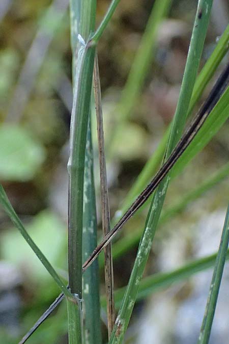 Melica minuta \ Mittelmeer-Perlgras / Small Melick, Kefalonia/Cephalonia Karavomylos 20.4.2024