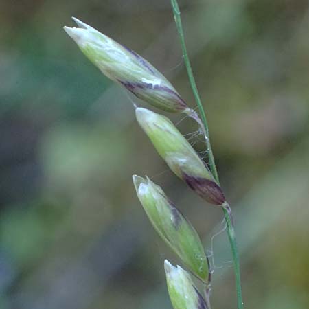 Melica minuta \ Mittelmeer-Perlgras / Small Melick, Kefalonia/Cephalonia Karavomylos 20.4.2024