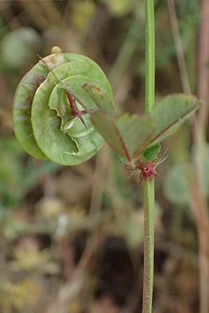 Medicago orbicularis \ Schneckenklee / Button Clover, Kefalonia/Cephalonia Fiskardo 16.4.2024