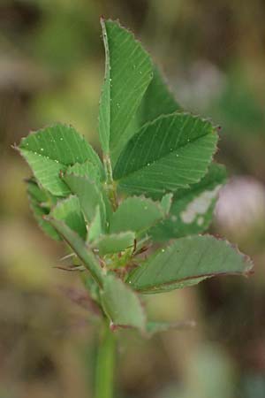 Medicago orbicularis \ Schneckenklee / Button Clover, Kefalonia/Cephalonia Fiskardo 16.4.2024