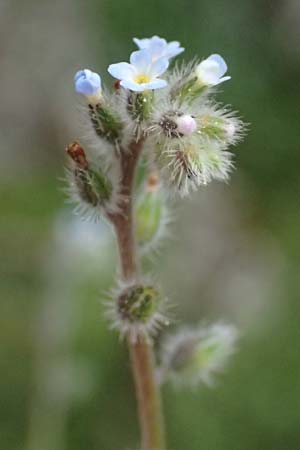 Myosotis incrassata \ Dickbl&auml;ttriges Vergissmeinnicht / Thick-Leafed Forget-me-not, Kefalonia/Cephalonia Ainos 18.4.2024