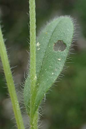 Myosotis incrassata \ Dickbl&auml;ttriges Vergissmeinnicht / Thick-Leafed Forget-me-not, Kefalonia/Cephalonia Ainos 18.4.2024