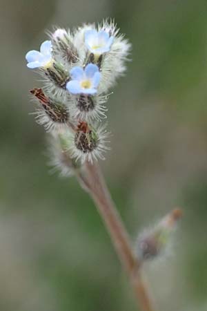 Myosotis incrassata \ Dickbl&auml;ttriges Vergissmeinnicht / Thick-Leafed Forget-me-not, Kefalonia/Cephalonia Ainos 18.4.2024