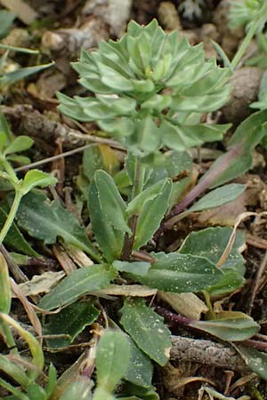 Noccaea brevistyla subsp. pseudorivularis \ Kurzgriffeliges Hellerkraut / Shortstyle Penny-Cress, Kefalonia/Cephalonia Ainos 23.4.2024