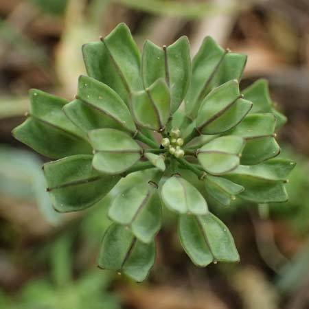 Noccaea brevistyla subsp. pseudorivularis \ Kurzgriffeliges Hellerkraut / Shortstyle Penny-Cress, Kefalonia/Cephalonia Ainos 23.4.2024