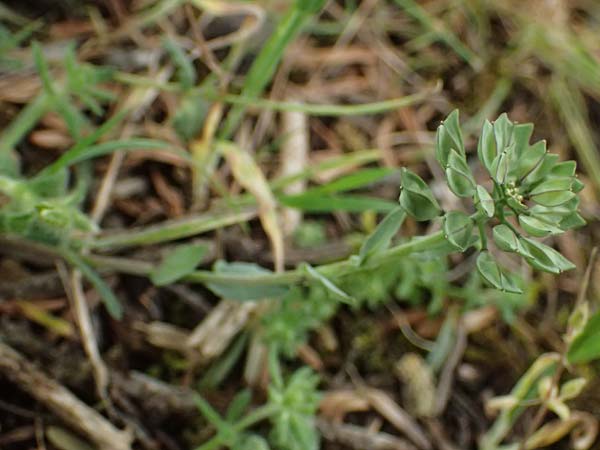 Noccaea brevistyla subsp. pseudorivularis \ Kurzgriffeliges Hellerkraut / Shortstyle Penny-Cress, Kefalonia/Cephalonia Ainos 23.4.2024