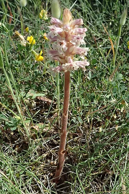Orobanche litorea \ Heller Klee-W&uuml;rgerSommerwurz / Bright Common Broomrape, Kefalonia/Cephalonia Kap Mounda 17.4.2024