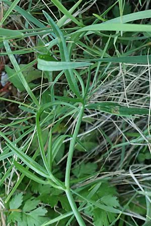 Oenanthe pimpinelloides \ Bibernell-Rebendolde, Sdliche Erdkastanie / Corky-Fruited Water Dropwort, Kefalonia/Cephalonia Skala 17.4.2024