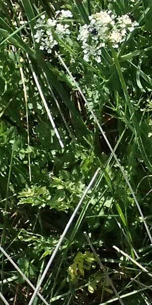 Oenanthe pimpinelloides subsp. incrassans \ Mastiger Wasserfenchel, Mastige Pferdesaat / Fattened Water Dropwort, Kefalonia/Cephalonia Livadi 15.4.2024