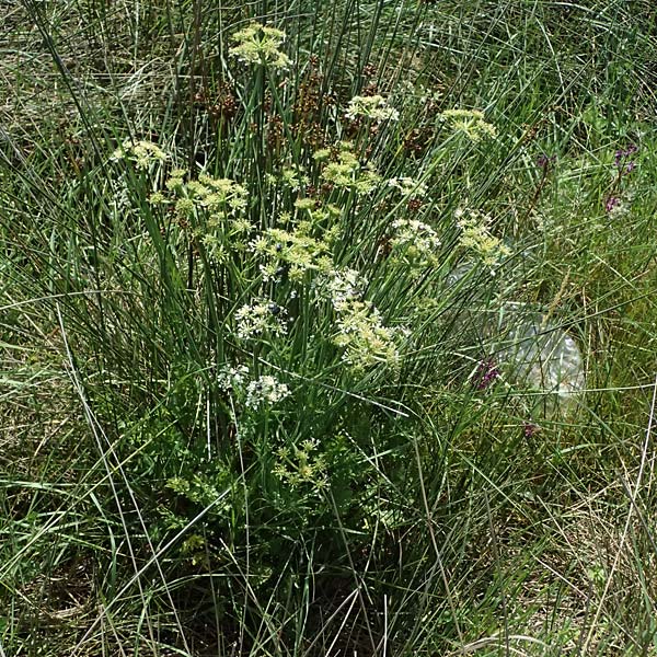Oenanthe pimpinelloides subsp. incrassans \ Mastiger Wasserfenchel, Mastige Pferdesaat / Fattened Water Dropwort, Kefalonia/Cephalonia Livadi 15.4.2024