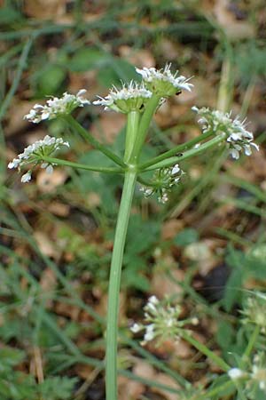 Oenanthe pimpinelloides subsp. incrassans \ Mastiger Wasserfenchel, Mastige Pferdesaat / Fattened Water Dropwort, Kefalonia/Cephalonia   25.4.2024