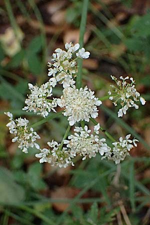 Oenanthe pimpinelloides subsp. incrassans \ Mastiger Wasserfenchel, Mastige Pferdesaat / Fattened Water Dropwort, Kefalonia/Cephalonia   25.4.2024