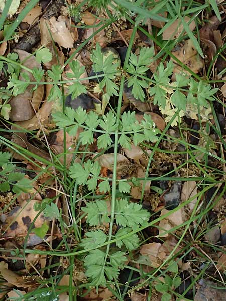 Oenanthe pimpinelloides subsp. incrassans \ Mastiger Wasserfenchel, Mastige Pferdesaat / Fattened Water Dropwort, Kefalonia/Cephalonia   25.4.2024