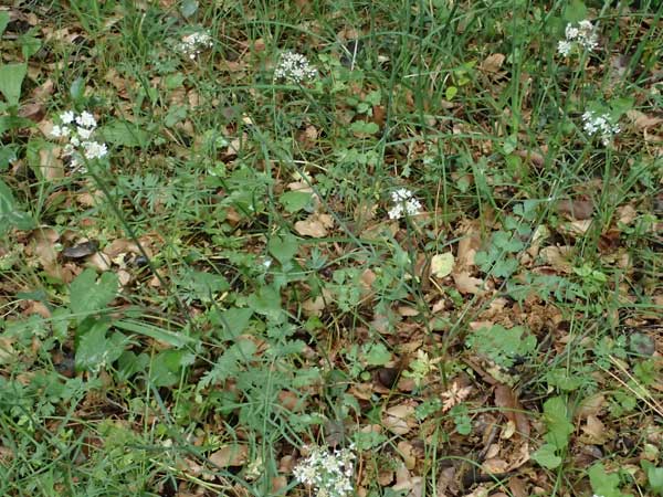 Oenanthe pimpinelloides subsp. incrassans \ Mastiger Wasserfenchel, Mastige Pferdesaat / Fattened Water Dropwort, Kefalonia/Cephalonia   25.4.2024