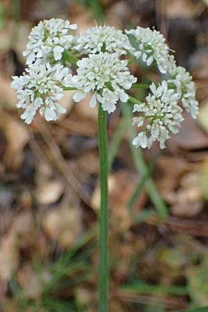 Oenanthe pimpinelloides subsp. incrassans \ Mastiger Wasserfenchel, Mastige Pferdesaat / Fattened Water Dropwort, Kefalonia/Cephalonia   25.4.2024