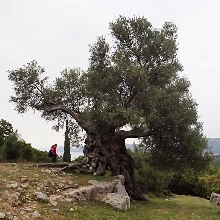 Olea europaea var. europaea \ lbaum / Olive, Kefalonia/Cephalonia Sami 22.4.2024