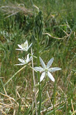 Ornithogalum narbonense \ Berg-Milchstern / Pyramidal Star of Bethlehem, Kefalonia/Cephalonia Kap Mounda 17.4.2024