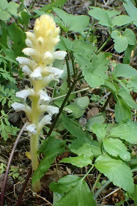 Orobanche pubescens \ Behaarte Sommerwurz / Hairy Broomrape, Kefalonia/Cephalonia Karavomylos 20.4.2024