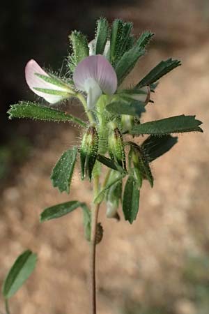 Ononis reclinata \ Nickende Hauhechel / Small Restharrow, Kefalonia/Cephalonia Moni Kipouria 15.4.2024